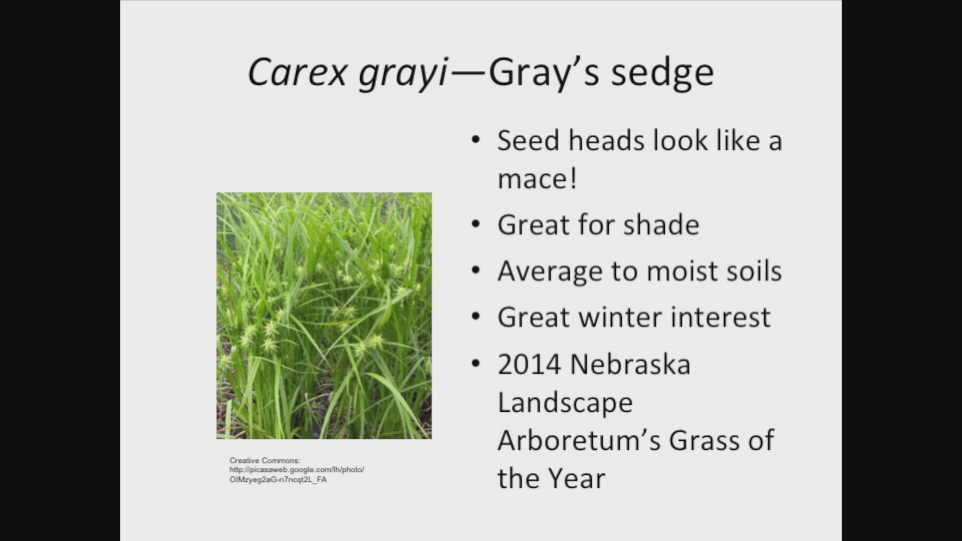 Dakota Growing - Ornamental Grasses for North Dakota