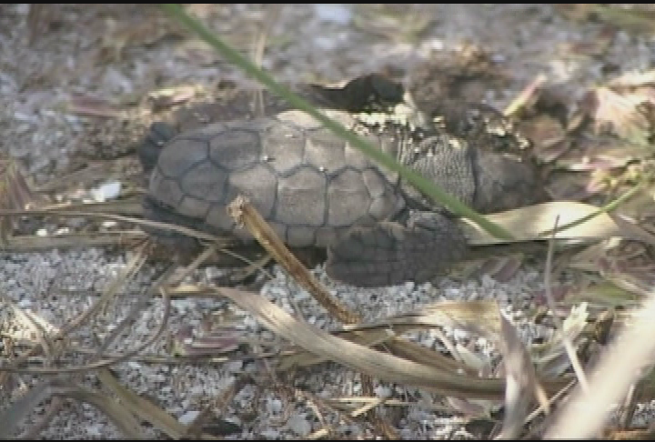 Your Sanctuary: Waterways - Sea Turtle Nesting