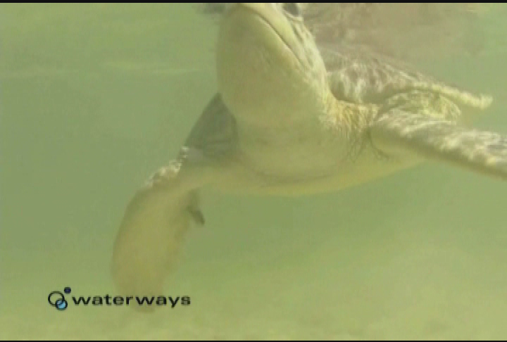 Your Sanctuary: Waterways - Turtle Tagging