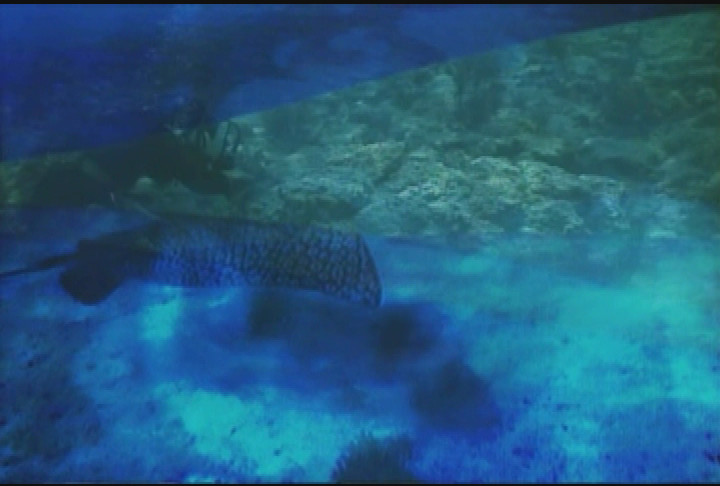 Your Sanctuary: Waterways - Wellwood Restoration & Wild Dolphin Encounters