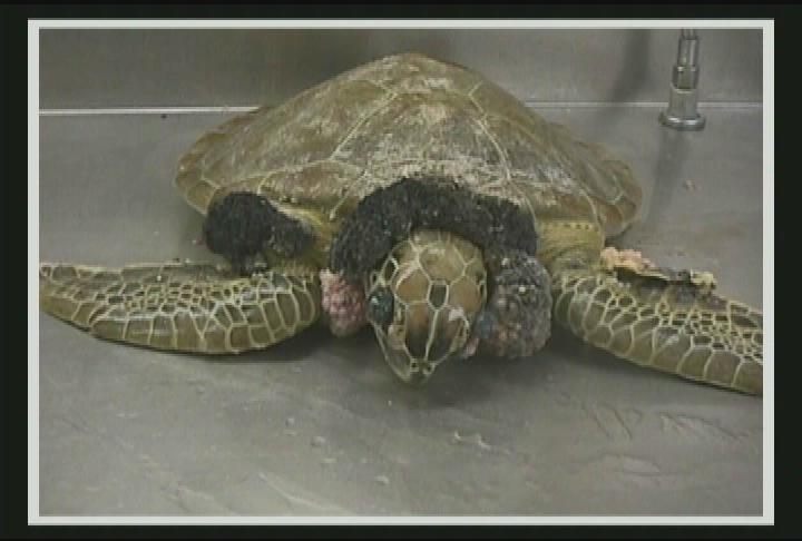 Your Sanctuary: Waterways - Diamond Back Terrapins & Juvenile Lobster Virus
