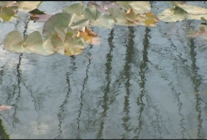 Your Sanctuary: Waterways - Exotic Fish Species & Overseas Paddling Trail