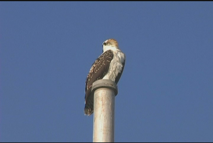 Your Sanctuary: Waterways - Critters of South Florida