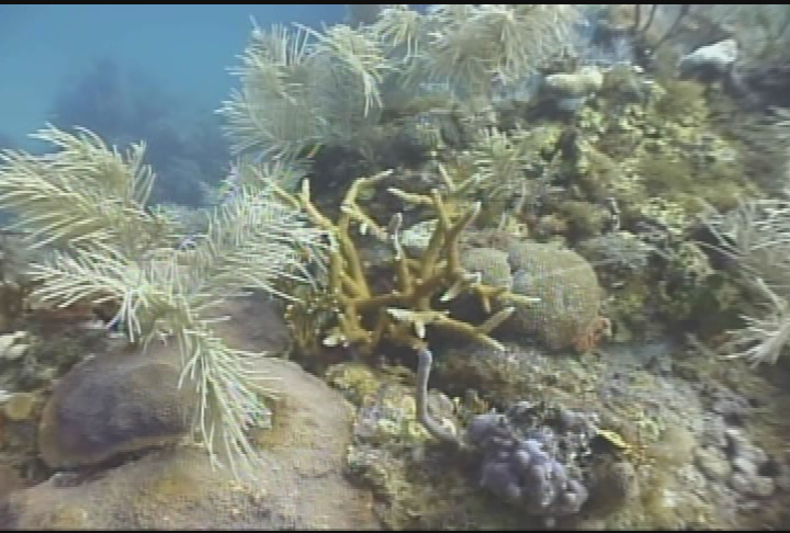 Your Sanctuary: Waterways - Nutrient Studies in Florida Bay & Staghorn Coral Nursery