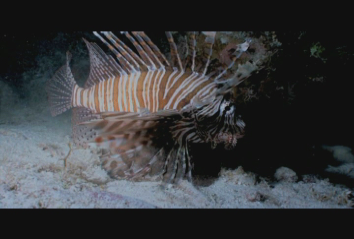 Your Sanctuary: Waterways - Invasive Exotics in South Florida