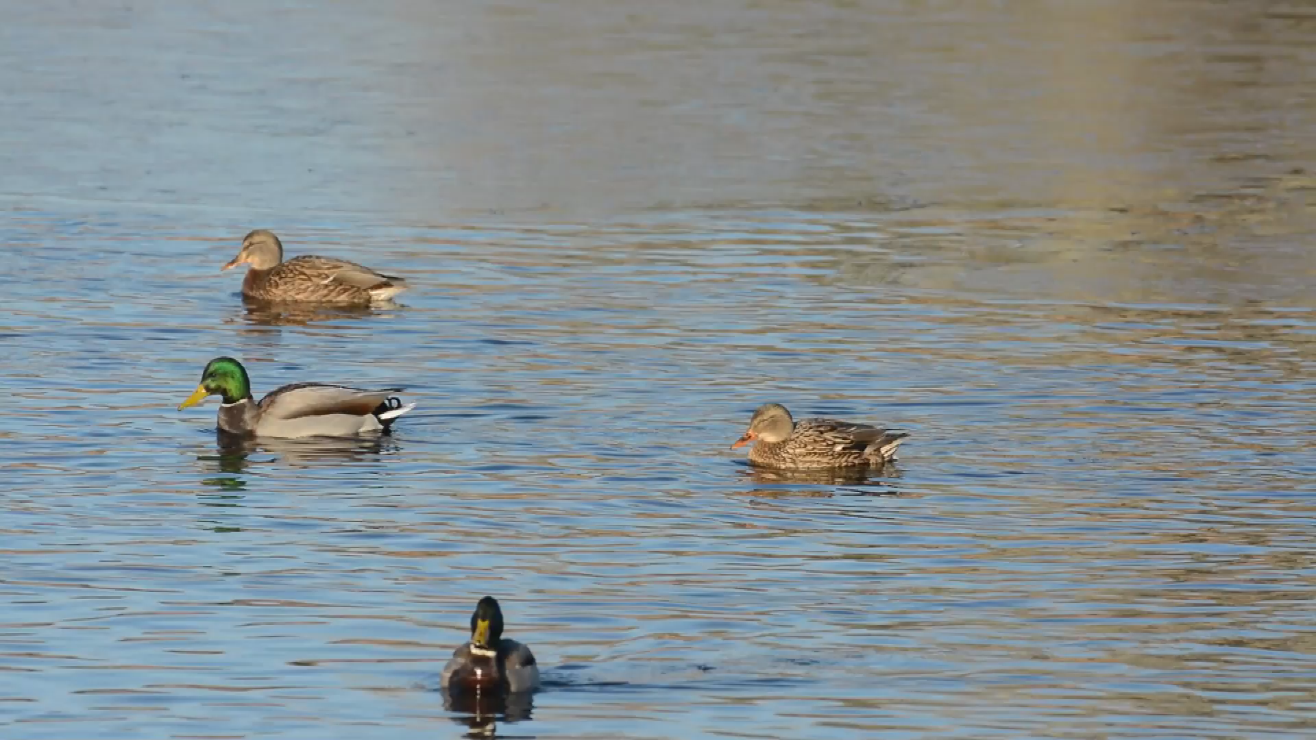 Managing Wildlife Using Today's Technology