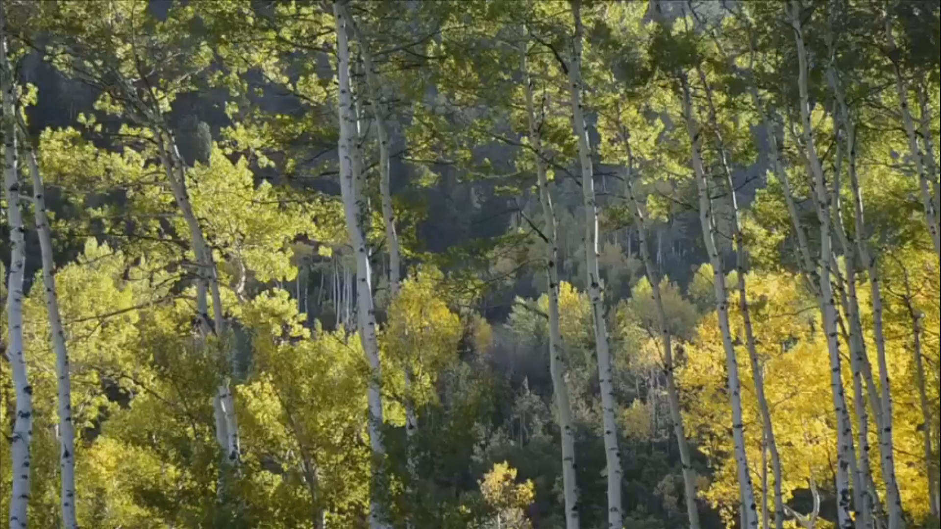 Have You Visited a National Forest Lately?