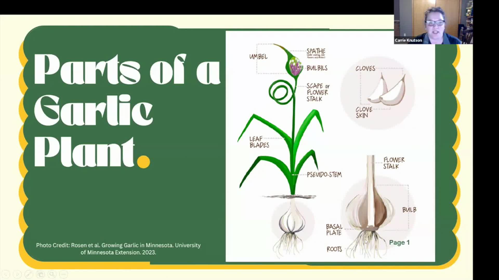Thumbnail image for Dakota Growing - Growing Garlic