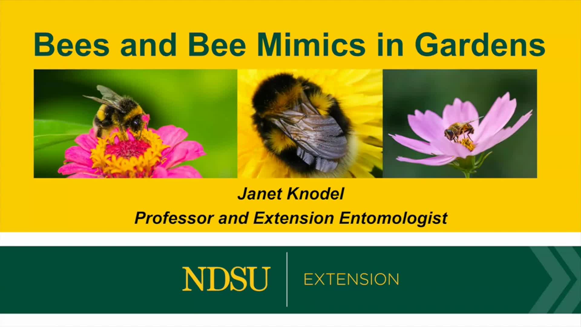 Dakota Growing - Bees and Bee Mimics in Gardens