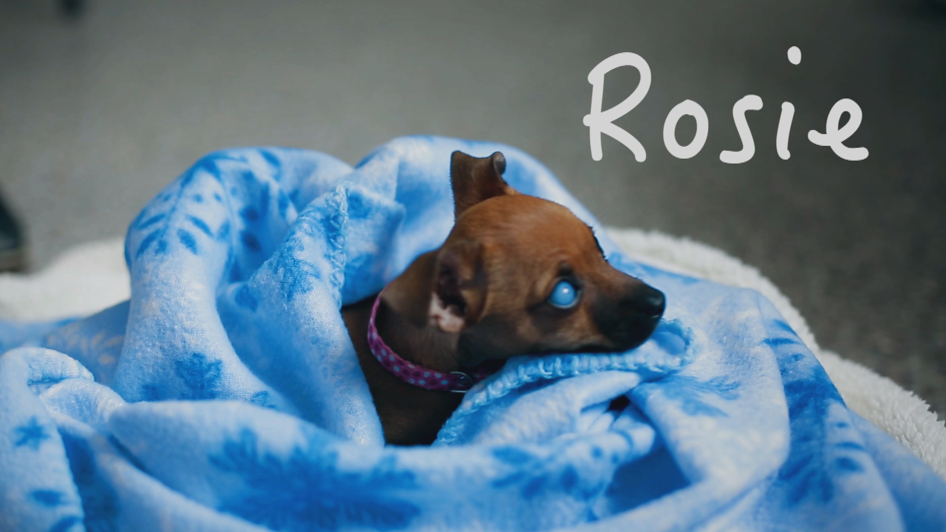 Central Dakota Humane Society Rescues