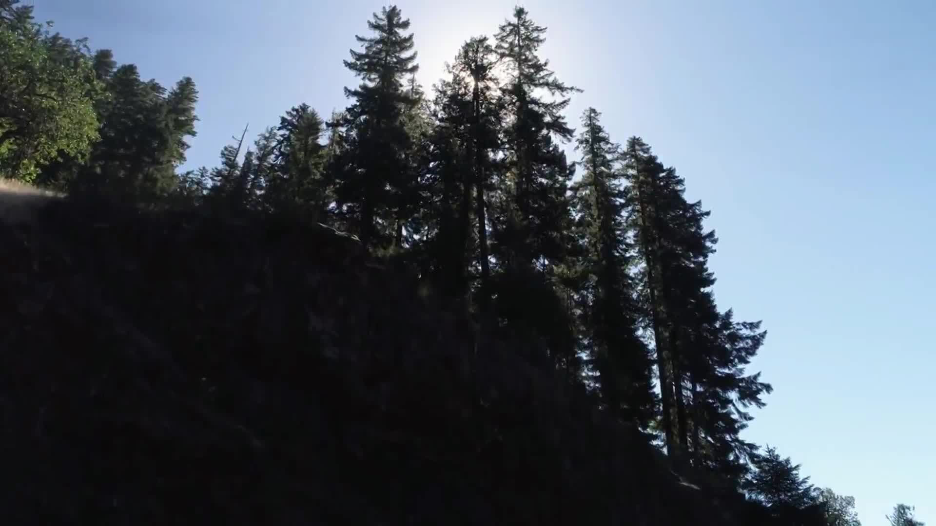 Time for Trees - Restoring Our Forests