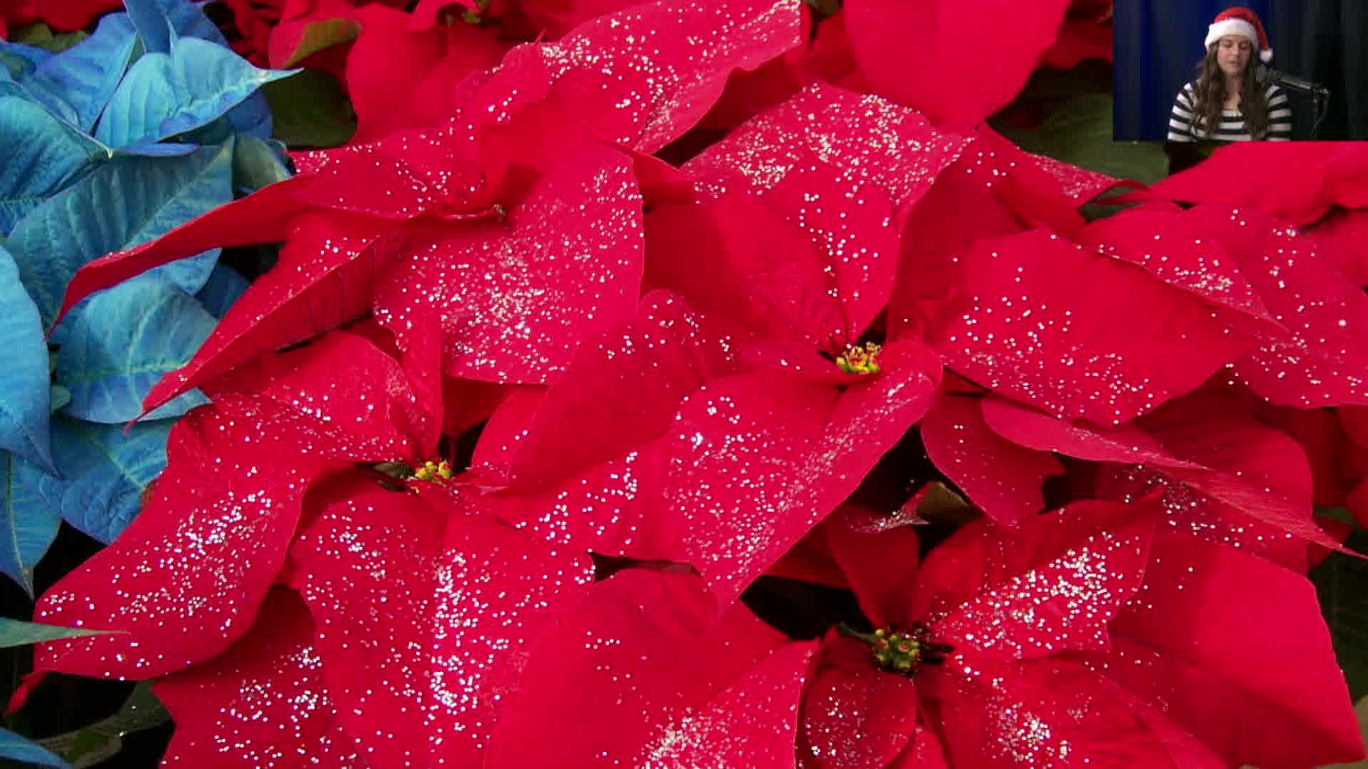 Dakota Growing - Holiday Plant Ideas