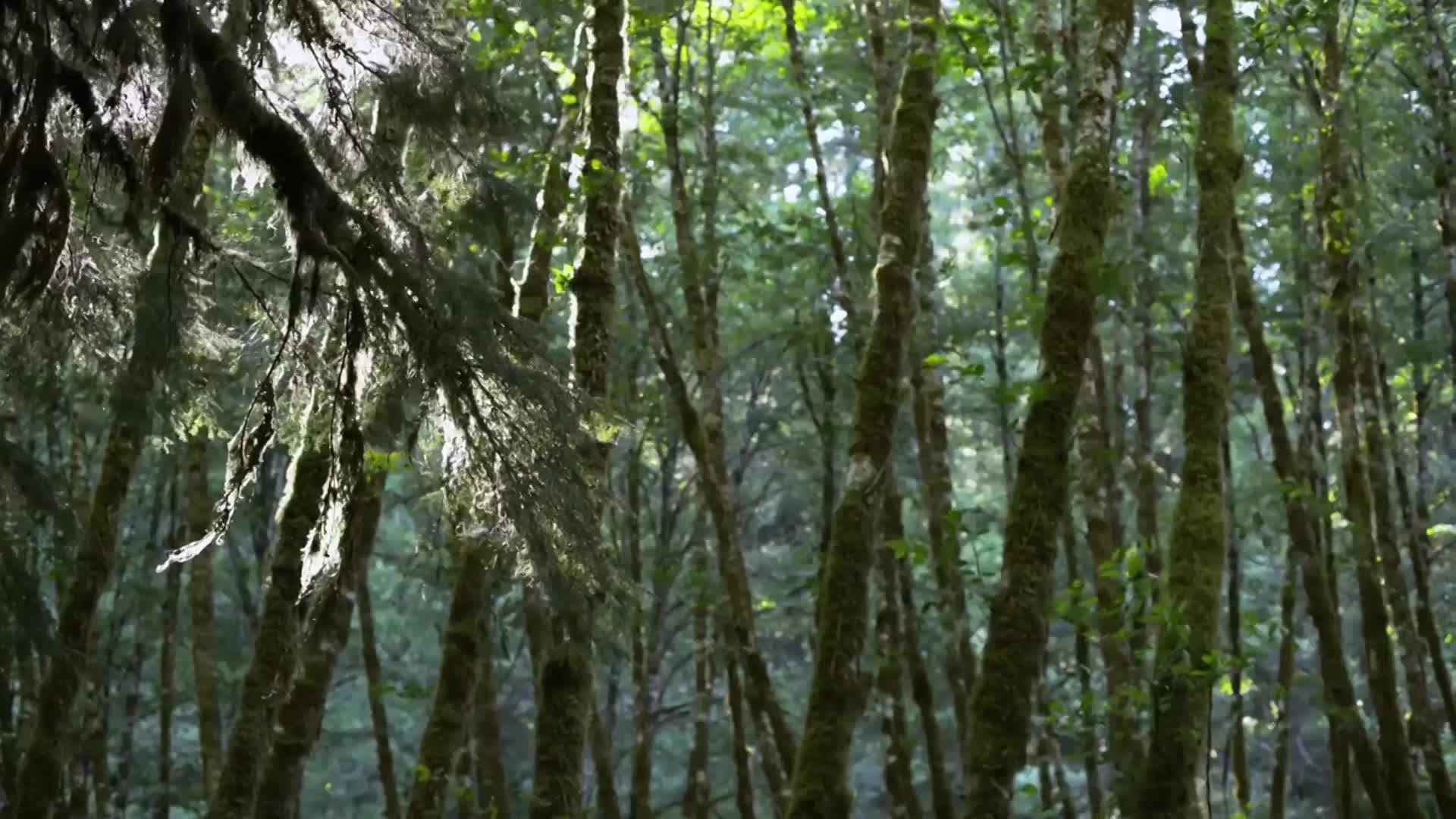 The Time for Trees