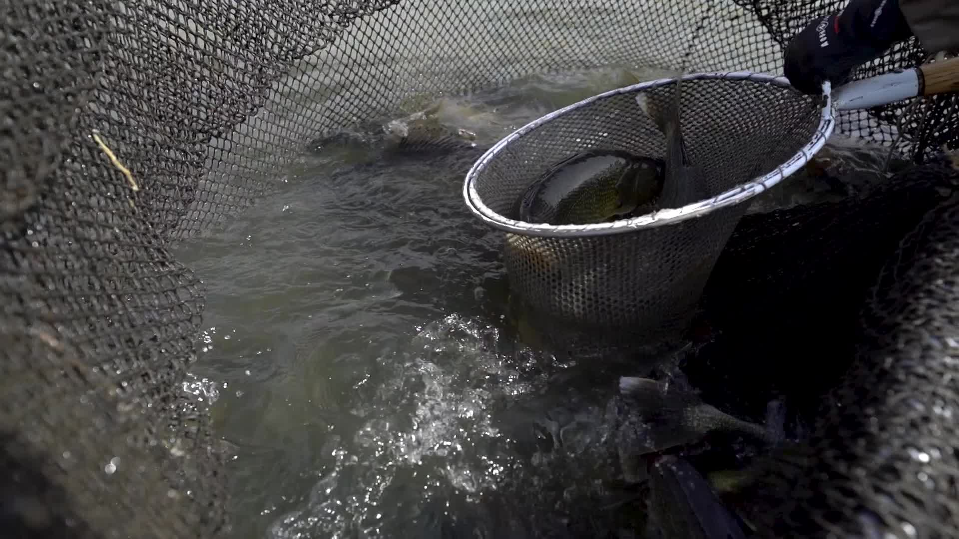 Lake Sakakawea Fishing Preview with Russ Kinzler