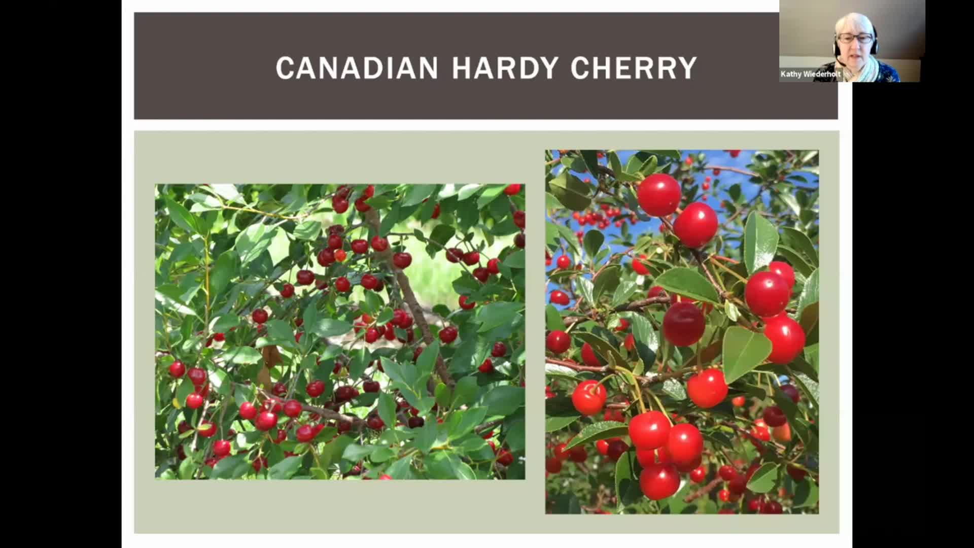 Dakota Growing - Cheery Cherries: Hardy Varieties in North Dakota