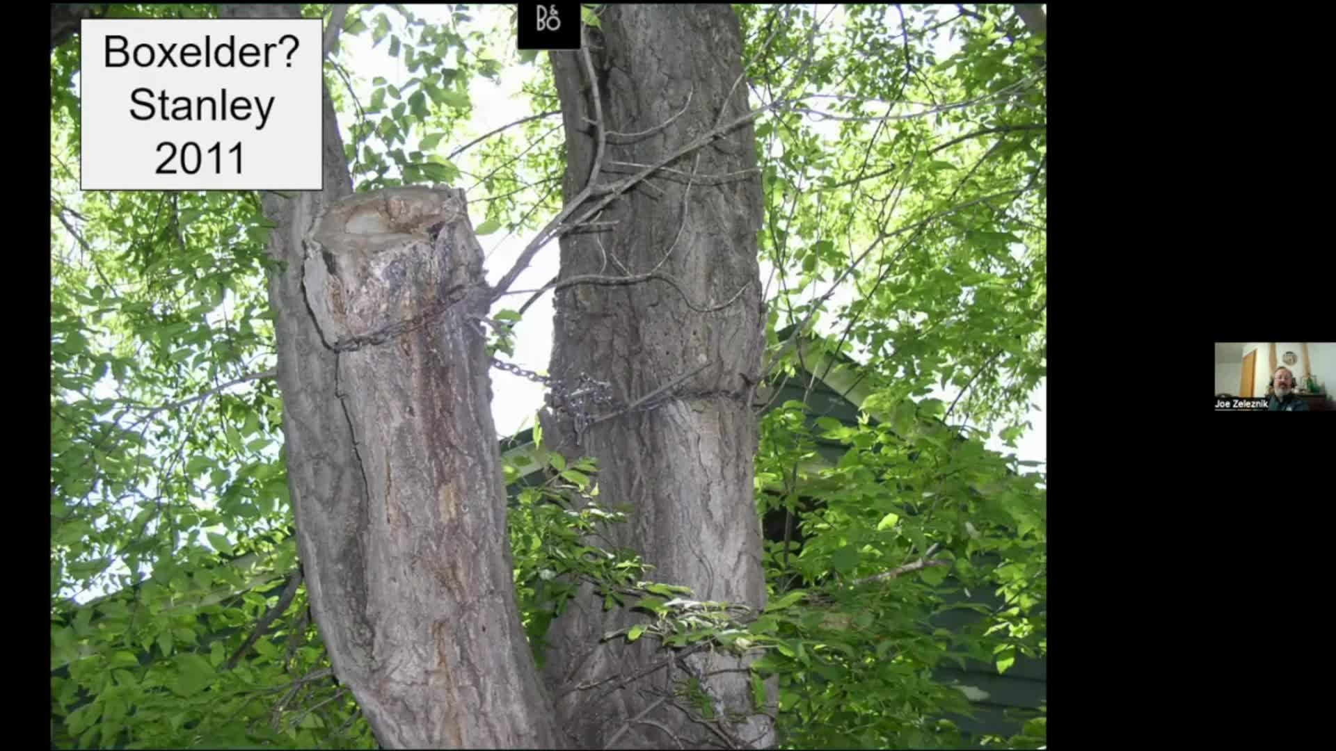 Dakota Growing - Common Mistakes that People Make with Trees